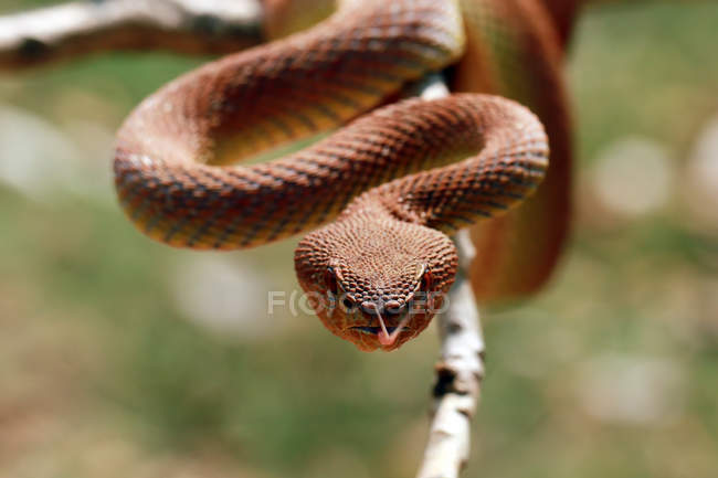 Portrait of a viper snake on a branch, blurred background — Stock Photo