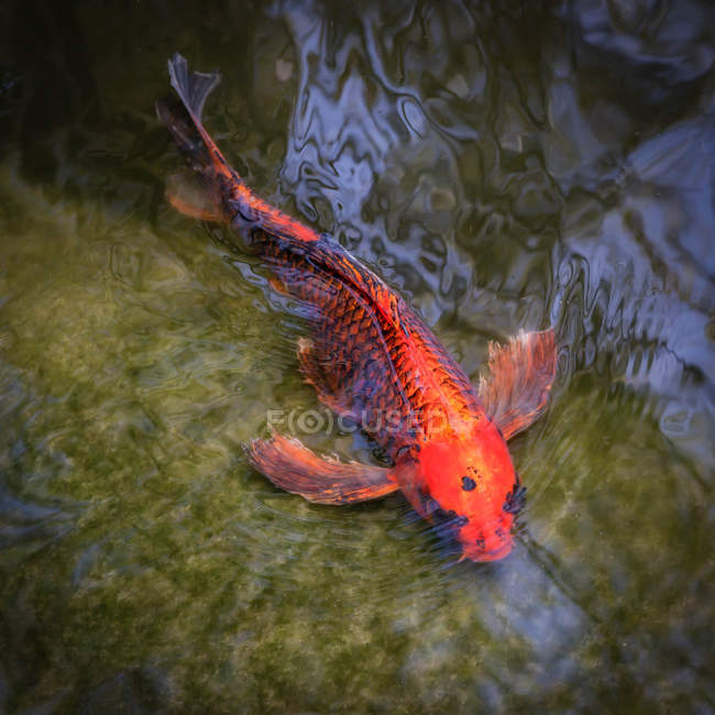 Vista de perto de um peixe koi nadando em uma lagoa — Fotografia de Stock