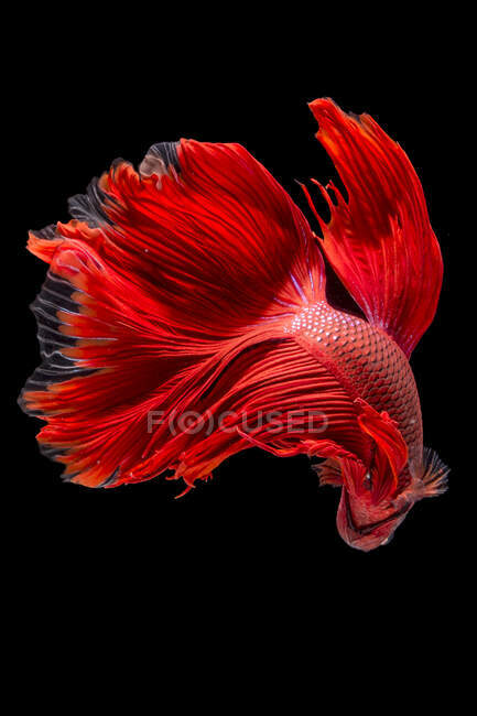 Червона красива риба на чорному фоні . — стокове фото