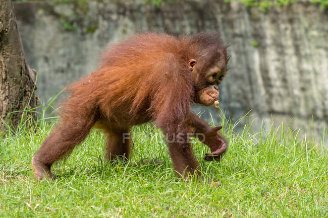 Живописный вид на прогулку младенца-орангутана, Борнео, Индонезия — стоковое фото