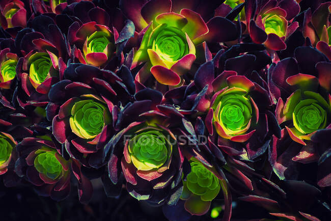 Close-up of aeonium succulents — Stock Photo