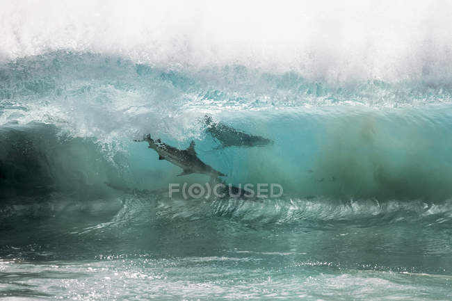 Tubarões se alimentando de uma bola de isca nas ondas oceânicas quebrando, Carnarvon, Austrália Ocidental, Austrália — Fotografia de Stock