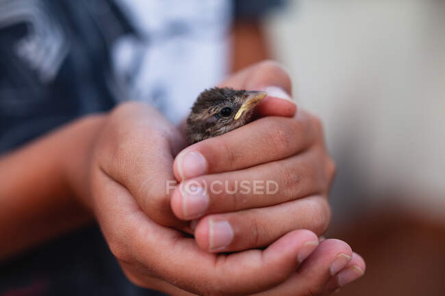 Little boys hands holding small bird — Stock Photo