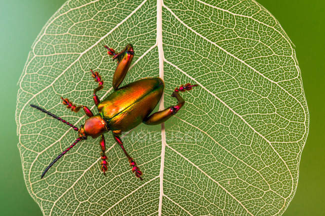Bug escudo metálico em uma folha, vista close-up — Fotografia de Stock