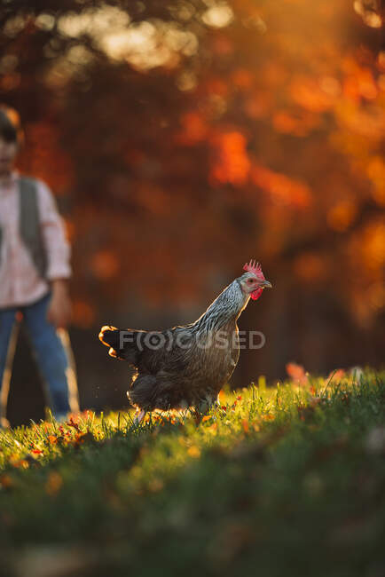 Garçon debout dans un jardin jouant avec à un poulet, États-Unis — Photo de stock