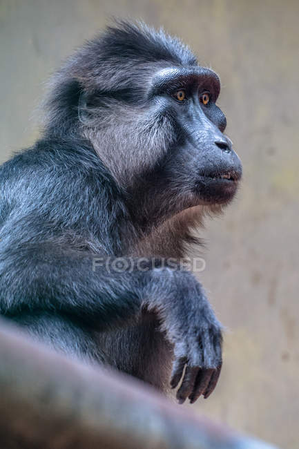 Vista de close-up de Retrato de um macaco tonkeano — Fotografia de Stock