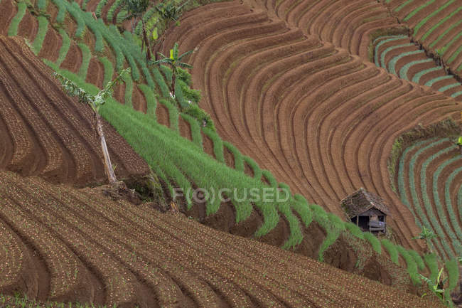 Vista aérea de um campo de arroz em terraços, Indonésia — Fotografia de Stock