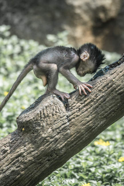 Infant monkey crawling on a tree, Indonesia — Stock Photo