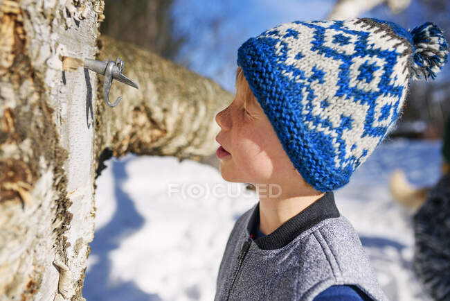 Boy looking at a tree that's been set up for tapping syrup — Stock Photo