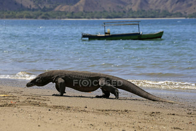 Komodo dragón caminando en la playa, vista de cerca, enfoque selectivo - foto de stock