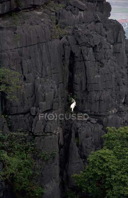 Vista panorâmica da escalada de cabra selvagem nas montanhas, Tam Coc, Vietnã — Fotografia de Stock