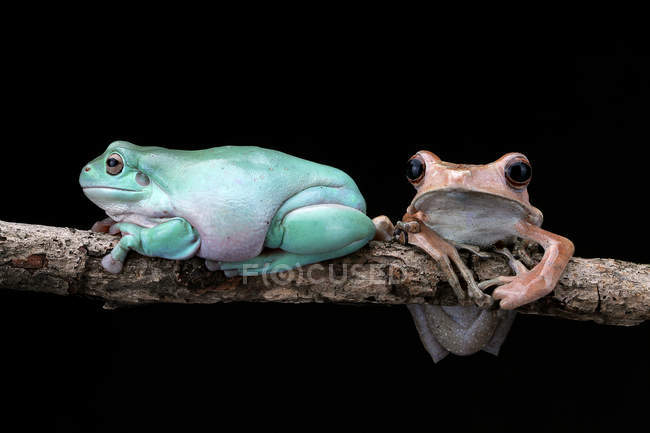 Eared tree frog and dumpy tree frog sitting on branch, blurred background — Stock Photo
