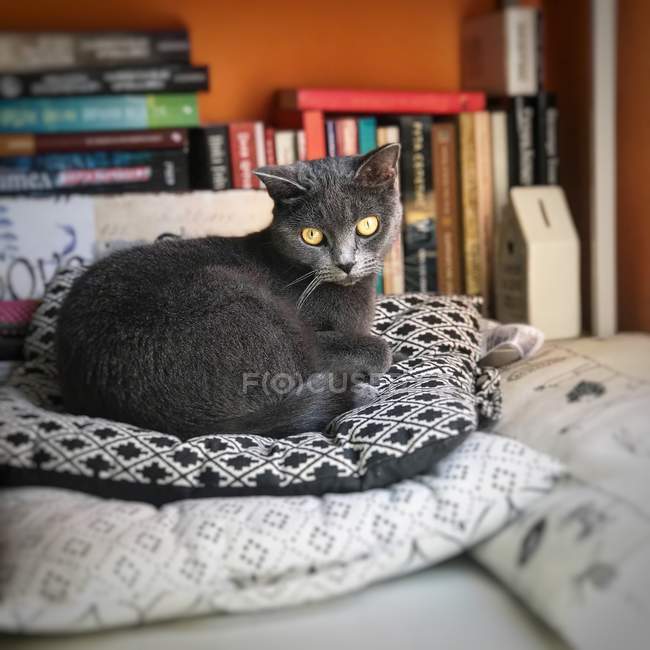 Британская короткошерстная кошка лежит на подушках — стоковое фото