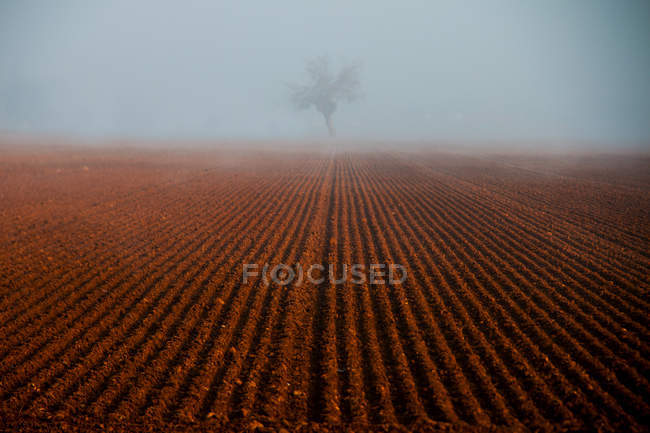 Lone tree in a ploughed field, Nebbia, Alessandria, Piemonte, Italia — Foto stock