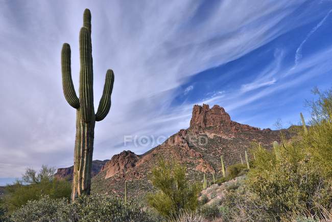 Saguaro Cactus and Miner's Needle Along the Dutchman Trail, Tonto National Forest, Arizona, America, USA — Stock Photo