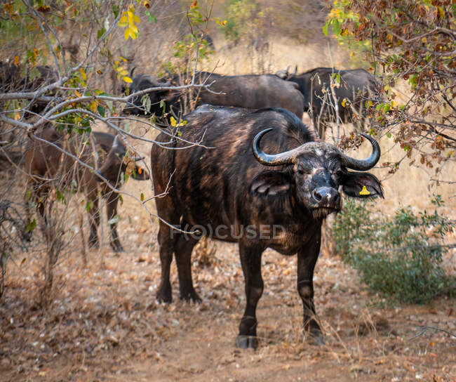 Vista panorámica del rebaño de búfalos en los arbustos, Zimbabwe - foto de stock