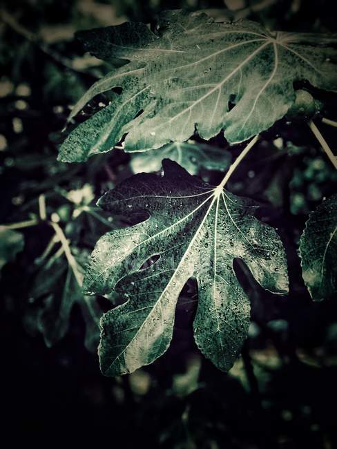 Nahaufnahme einer Feigenpflanze im Regen — Stockfoto