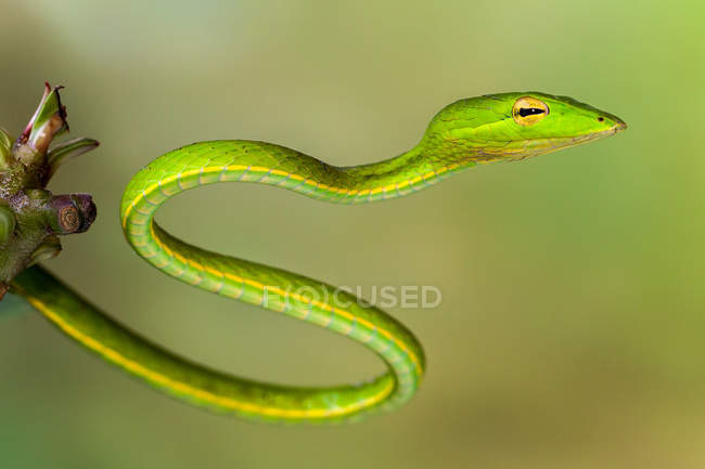 Портрет спіральної дерев'яної змії на гілці, вибірковий фокус — стокове фото