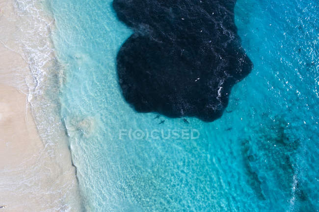 Luftaufnahme von Haien, die sich von einem Köderball ernähren, carnarvon, Western Australia, Australia — Stockfoto