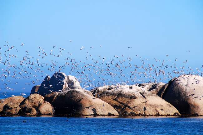 Flock of birds flying over rocks at sea — Stock Photo