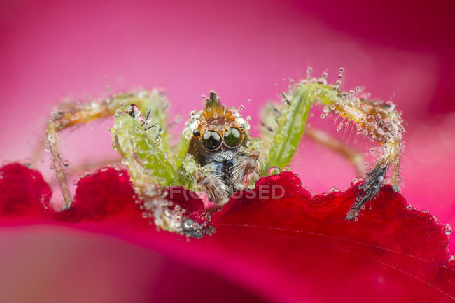 Primer plano de una araña Mohawk en una flor, macro disparar - foto de stock
