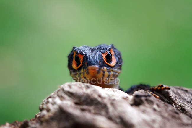 Close-up retrato de um crocodilo skink, foco seletivo — Fotografia de Stock