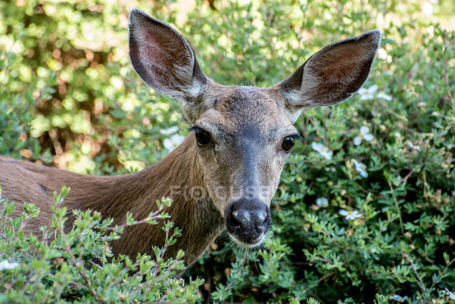 Close-up de um veado em pé em arbustos, Victoria, British Columbia, Canadá — Fotografia de Stock