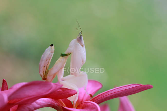 Mante d'orchidée sur une fleur sur fond flou — Photo de stock
