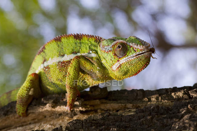 Chameleon panther on branch, selective focus — Stock Photo