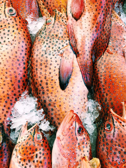 Pila de pescado con hielo picado en el mercado - foto de stock