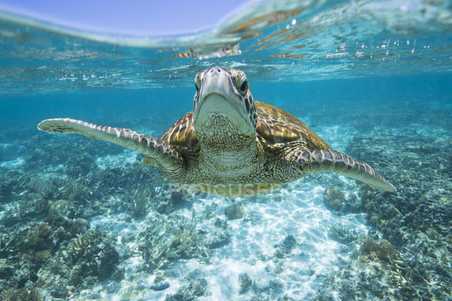 Vista frontal de Tortuga nadando en el océano, enfoque selectivo - foto de stock