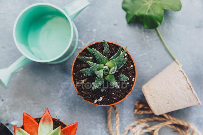 Vista de close-up de vasos de plantas e uma lata de rega — Fotografia de Stock