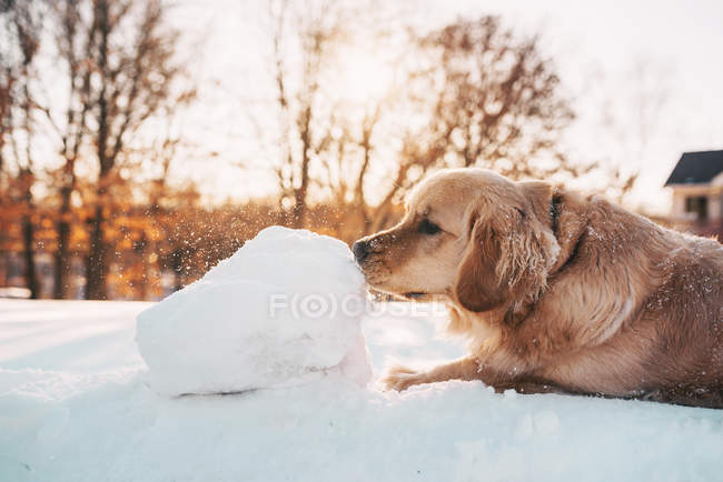 Золотистая собака-ретривер играет в снегу — стоковое фото