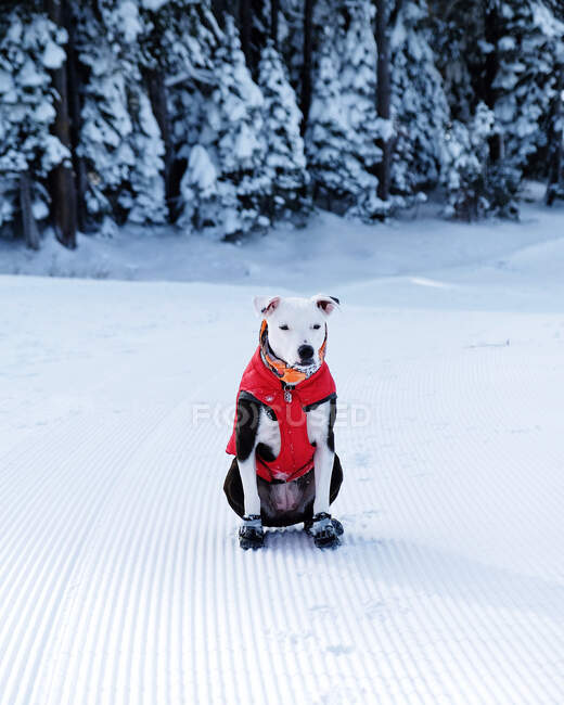 Lindo perro en chaqueta de invierno en escena nevada - foto de stock