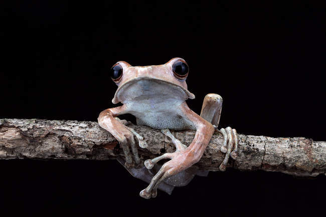 Eared tree frog on branch, black background — Stock Photo