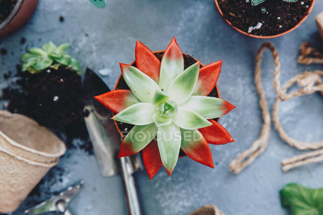 Pflanztöpfe mit Erde und Gartengeräten — Stockfoto