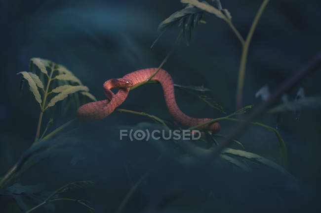 Serpente divoratore di lumache a chiglia su rami, sfondo nebbioso — Foto stock