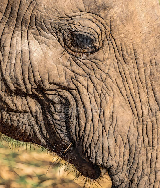 Nahaufnahme eines Elefantenauges — Stockfoto
