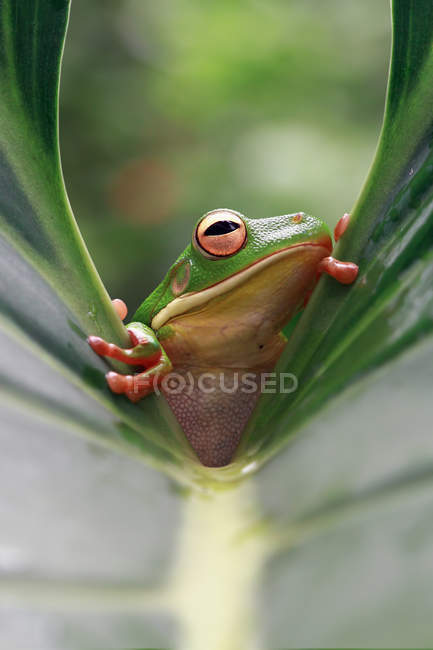 White-lipped tree frog on a leaf, blurred background — Stock Photo