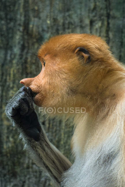 Портрет Proboscis мавпи, вид збоку. — стокове фото