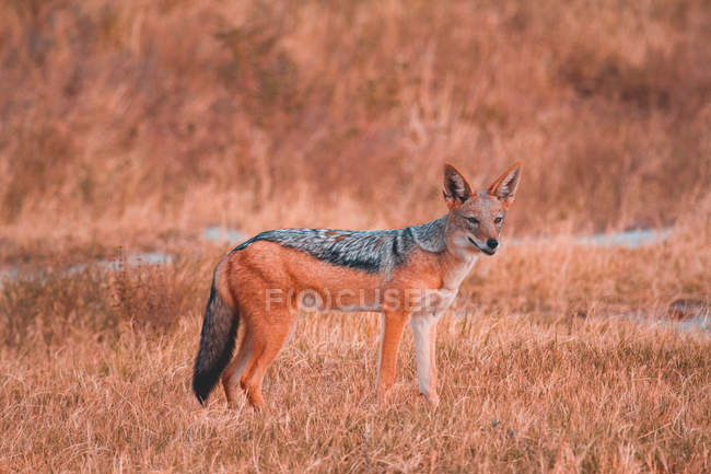 Scenic view portrait of a jackal, Madikwe Game Reserve, South Africa — Stock Photo