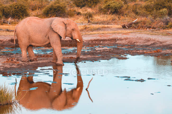 Vista panorámica de majestuoso elefante de toro bebiendo en un pozo de agua, Reserva de caza de Madikwe, Sudáfrica - foto de stock
