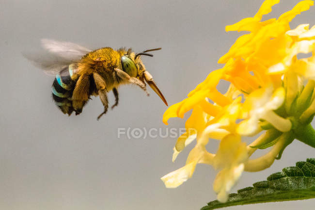 Abeille pollinisant une fleur, mise au point sélective macro shot — Photo de stock