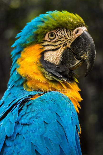 Retrato de um papagaio, contra fundo borrado — Fotografia de Stock