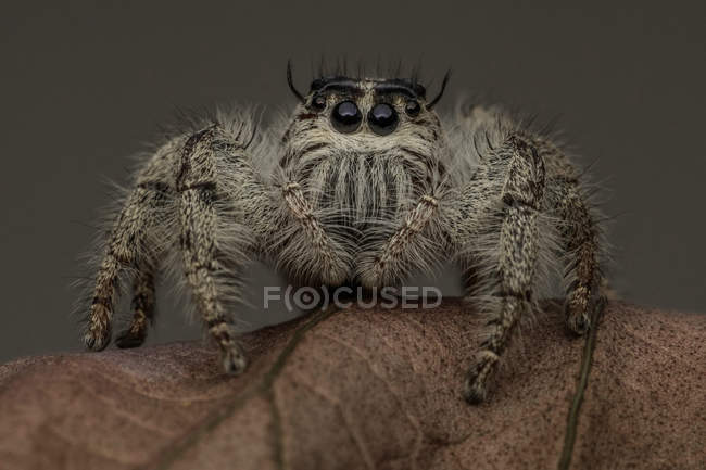 Closeup view of Jumping spider on a leaf, selective focus — Stock Photo
