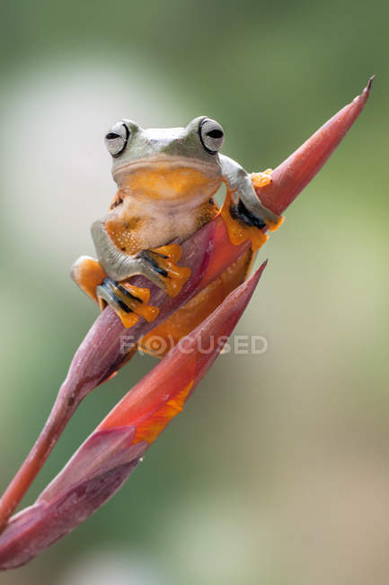 Вухаті жаби, що сидять на квітковому бутона, розмитий фон — стокове фото