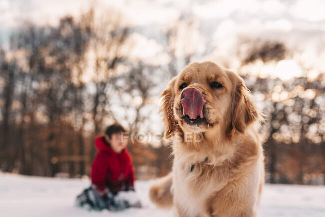 Chico jugando en la nieve con su perro golden retriever - foto de stock