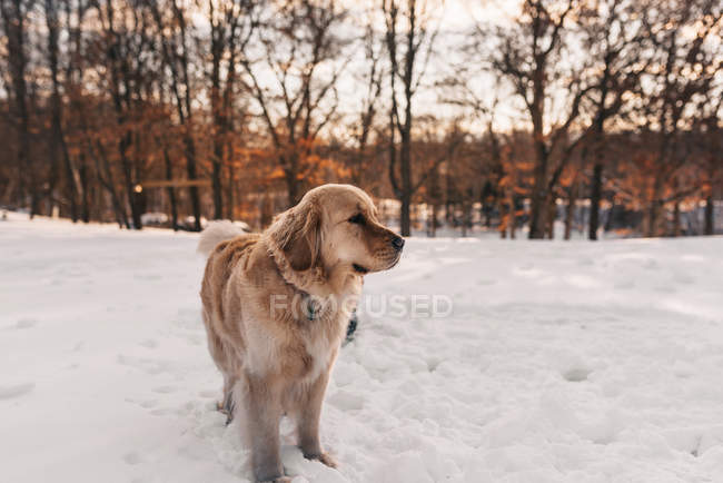 Golden Retriever dog standing in the snow — Stock Photo