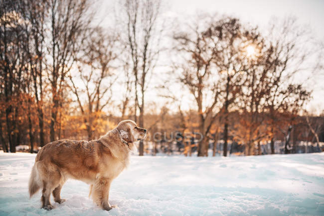 Golden retriever cão de pé na neve — Fotografia de Stock