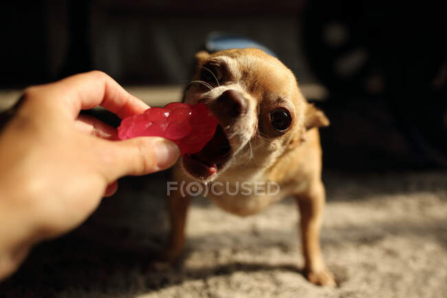 Женщина держит игрушку, играя со своей собакой чихуахуа — стоковое фото